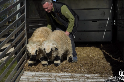 Our Swiss Valais ram twins Brussell and Sprout