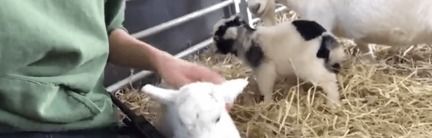 One of the tiniest goats on our farm has had kids