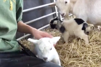 One of the tiniest goats on our farm has had kids