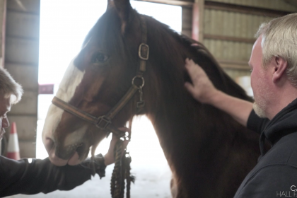 Our Shire foal Will was born at Cannon Hall Farm in 2020