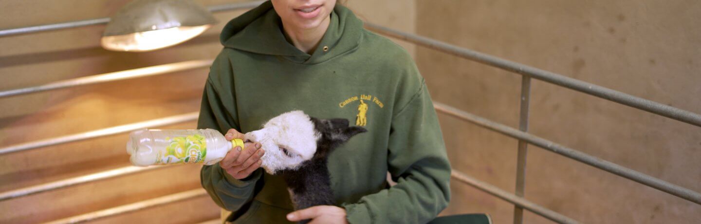 Kate bottle feeding Alpaca