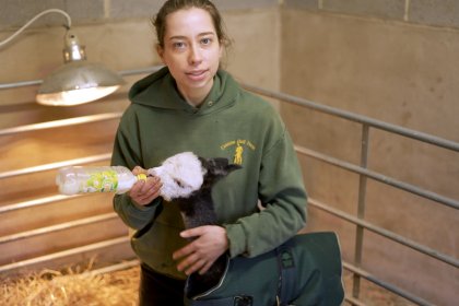 Kate bottle feeding Alpaca