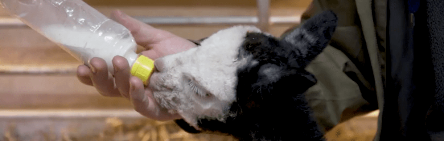 Bottle feeding alpaca