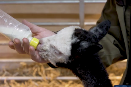 Bottle feeding alpaca