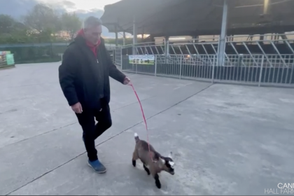 Farmer Dave training the sheep goat