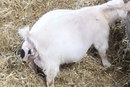 Goat giving birth at Cannon Hall Farm