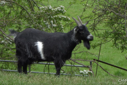 Philippa the Goat gllama