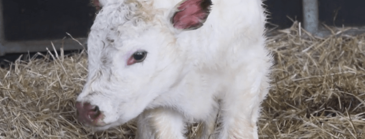 absolutely stunning pedigree shorthorn bull calf