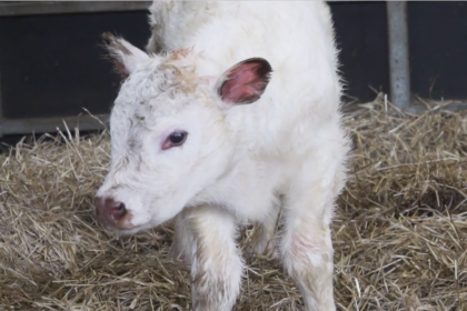 absolutely stunning pedigree shorthorn bull calf