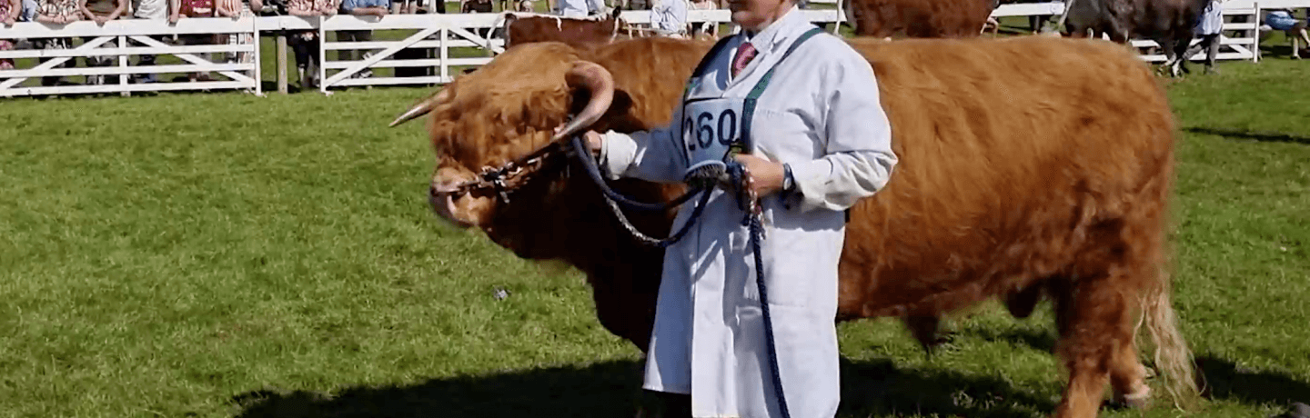 Photo of a highland bull being led around a show ground