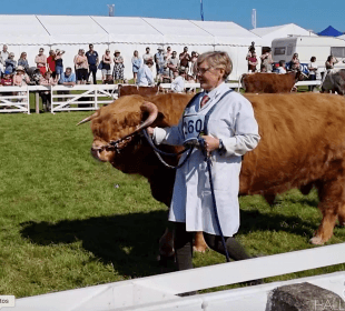 Photo of a highland bull being led around a show ground
