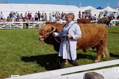 Photo of a highland bull being led around a show ground