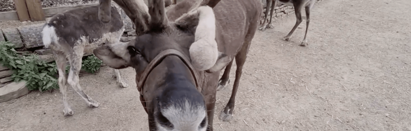 Photo of reindeer at Cannon Hall Farm