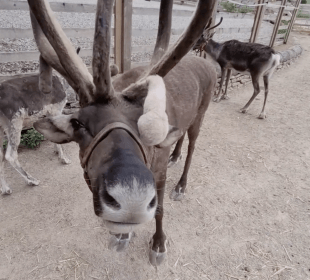 Photo of reindeer at Cannon Hall Farm