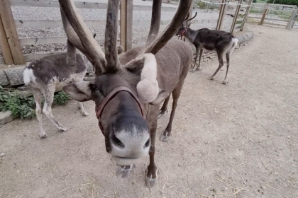 Photo of reindeer at Cannon Hall Farm