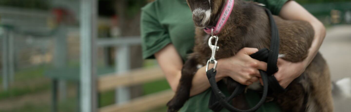 Photo of farmer Kate holding a brown goat