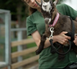 Photo of farmer Kate holding a brown goat