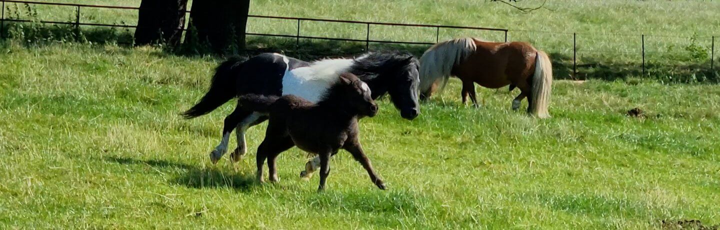 Photo of Shetland ponies running in a field