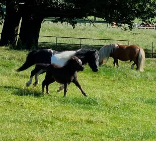 Photo of Shetland ponies running in a field