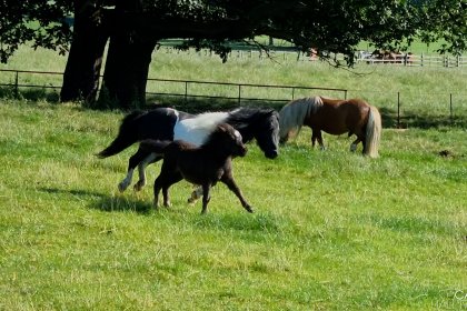 Photo of Shetland ponies running in a field