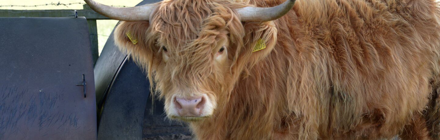 Photo of highland cow