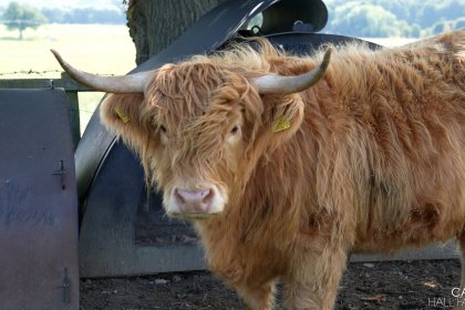 Photo of highland cow