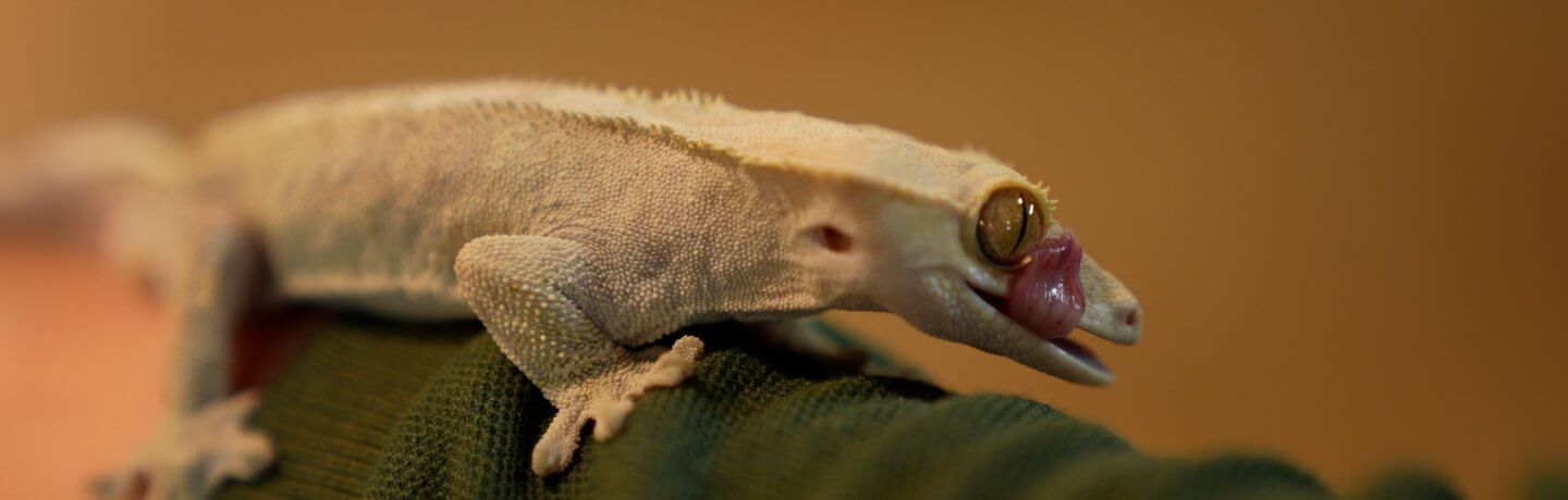 Photo of a gecko