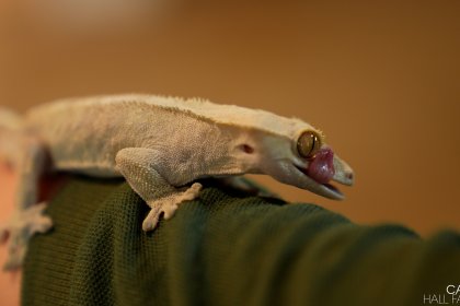 Photo of a gecko