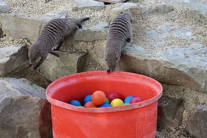 Photo of meerkats curiously looking into a ball pit