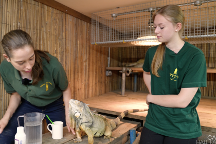 A photo of Kate in the reptile house with Iggy the Iguana