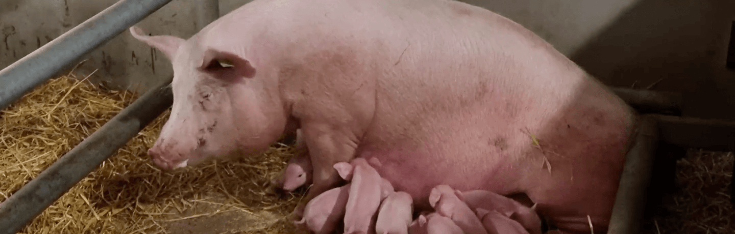 Photo of a pig feeding her piglets at Cannon Hall Farm