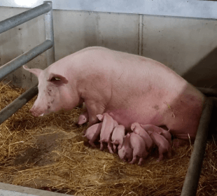 Photo of a pig feeding her piglets at Cannon Hall Farm