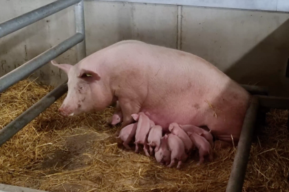 Photo of a pig feeding her piglets at Cannon Hall Farm