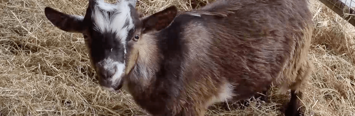 Photo of a brown goat standing on a bed of straw