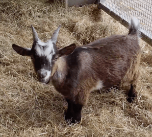 Photo of a brown goat standing on a bed of straw