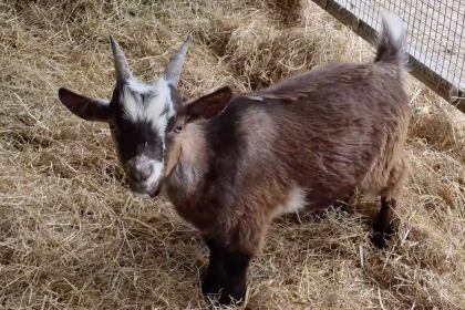 Photo of a brown goat standing on a bed of straw