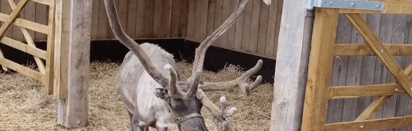 Photo of a reindeer with large antlers