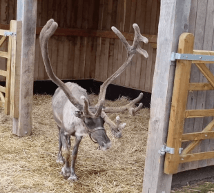 Photo of a reindeer with large antlers