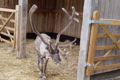 Photo of a reindeer with large antlers