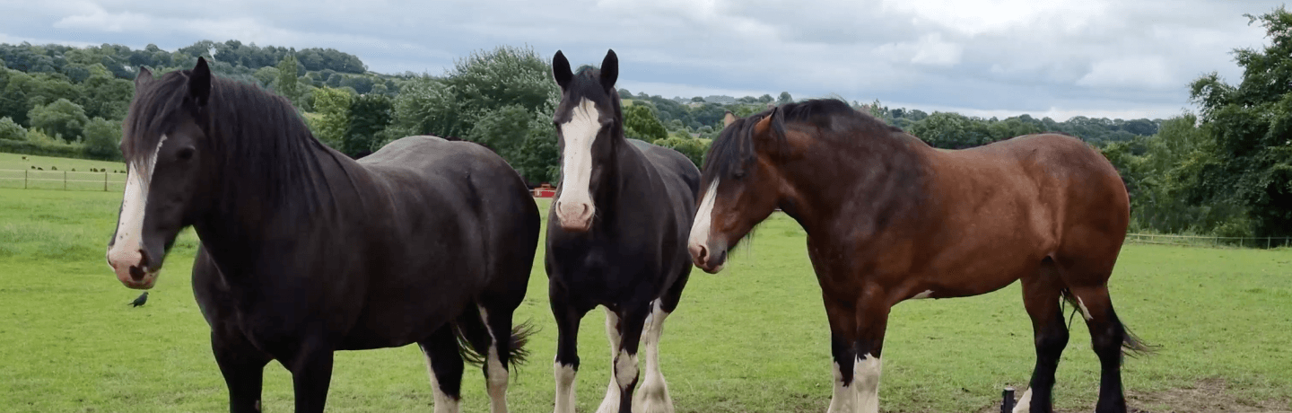 Photo of three Shire horses in a field at Cannon Hall Farm