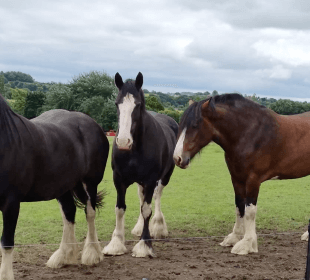 Photo of three Shire horses in a field at Cannon Hall Farm