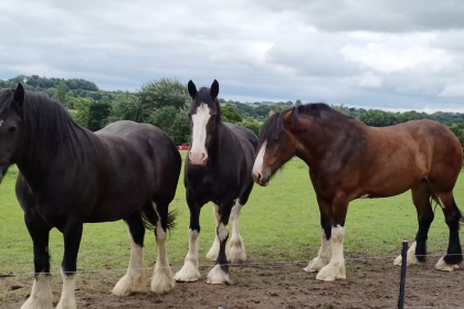 Photo of three Shire horses in a field at Cannon Hall Farm