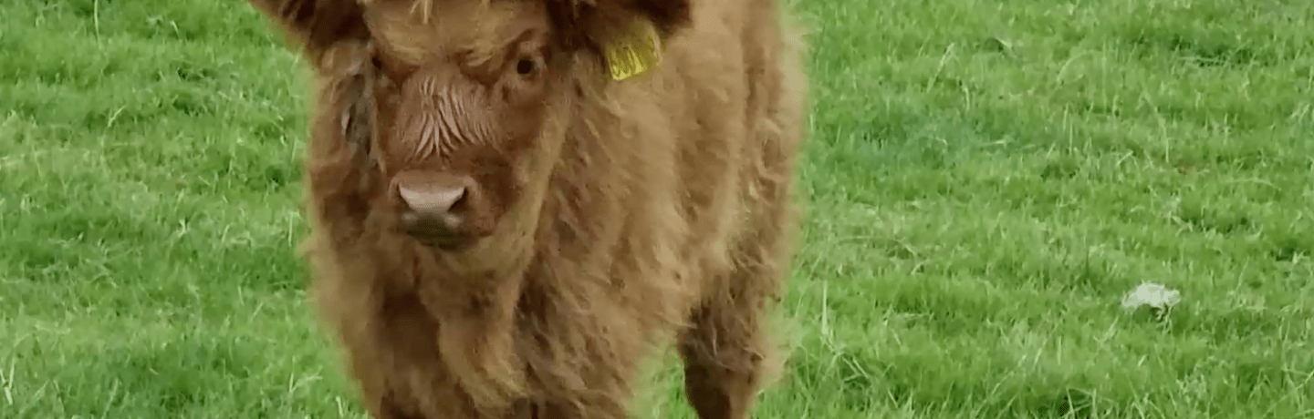 A photo of baby highland cow at Cannon Hall Farm