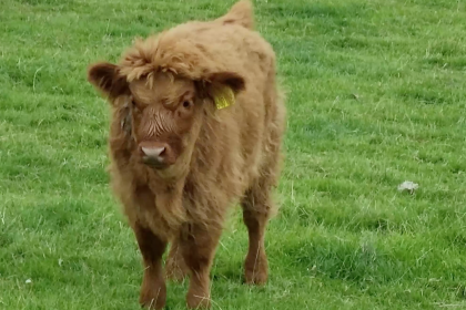 A photo of baby highland cow at Cannon Hall Farm