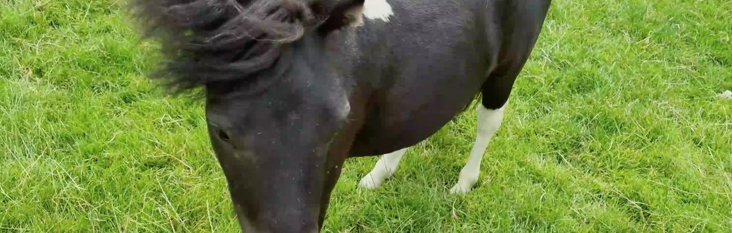 Photo of Shetland pony called Pony Hadley at Cannon Hall Farm