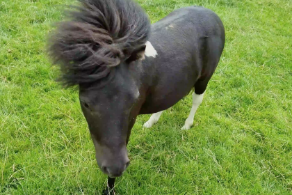 Photo of Shetland pony called Pony Hadley at Cannon Hall Farm