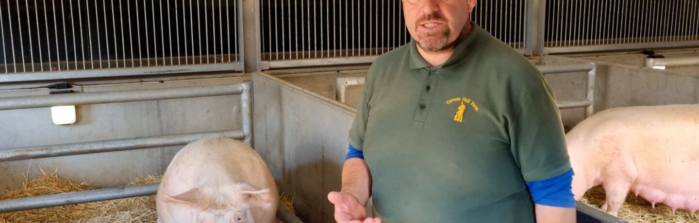 Farmer Daryl with pigs in an enclosure at Cannon Hall Farm