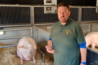 Farmer Daryl with pigs in an enclosure at Cannon Hall Farm