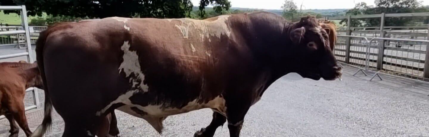 Photo of a brown and white cow
