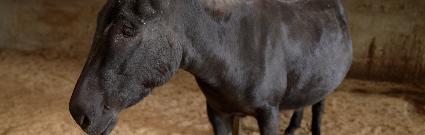 Photo of black horse at Cannon Hall Farm